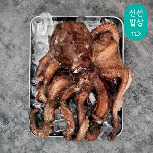 [품질보장] 통영 싱싱한 활 돌문어 1kg 2-4미 / 당일바리 / 환절기 보양식
