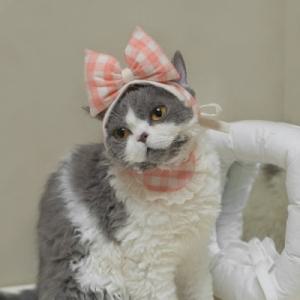 [텐바이텐] 개달당 강아지 고양이 후르츠 리본 모자 턱받이 2종 SET 3colors