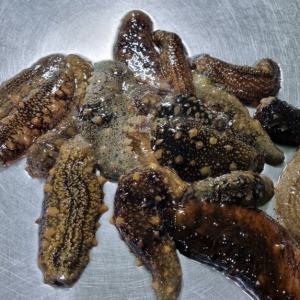 독보적인 식감과 풍미 바다의 산삼 활 해삼 500g
