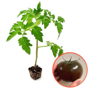 [파머씨드] 흑토마토 모종 4개 토마토 블랙 검정 검은 흙토마토 키우기