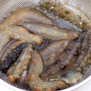 바다향 가득한 남해 생물 해삼(소) 1kg(15~25미내외)