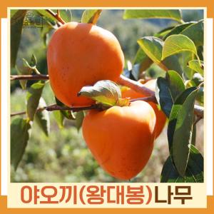 감나무 묘목 왕대봉(야오끼) R3cm 결실주(분) 1개