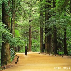 [KTX+평창관광택시①] 대관령 하늘목장+월정사 전나무숲