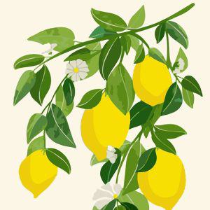 하모니아트 DIY 유화그리기 세트 40x50 레몬 나무