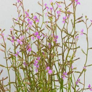 행복한꽃순이/ 스틸리디움데빌레(6.5cm분)/식충식물/벌레잡이제비꽃