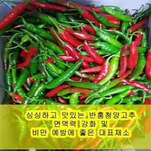 야과몰 싱싱 반홍 청양고추 (10kg)
