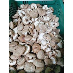 표고버섯  산지직송 생표고버섯 파지 4kg  대용량 표고버섯 급식용 식당용 육수용 건조용 가루용 양 많은 표고보섯