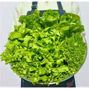 온새미로 유럽 채소 샐러드 유러피안 모듬 채소 1kg 3 4종 당일수확 랜덤발송