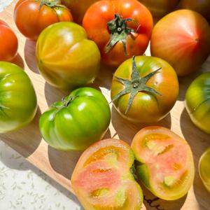  맛 보장  (농협인증) 대저 짭짤이 토마토 2.5kg  소과 S  특품 (20 34과 내외)