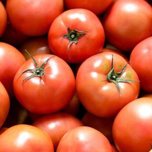  농부마음   갤러리아  탱글탱글 완숙 토마토 찰토마토 10kg(4-5번과)