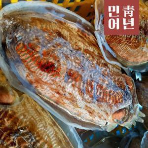 민어청년 국내산 제철 생물 갑오징어 활/손질(마리당 6 450원) 중 대 특대 사이즈