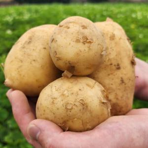 24년수확 국내산 포슬포슬 햇 감자 3kg 특상