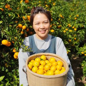 [농부들의수확][10/4 순차발송]제주 노지 감귤 5kg 대과(2L)