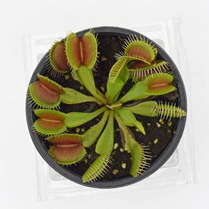 파리지옥 식물 모종 소품 식충식물 마이플랜트-소품