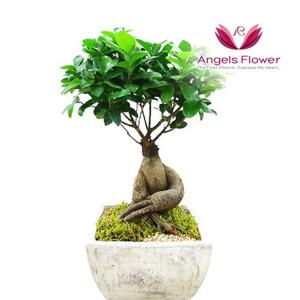 엔젤스플라워 인삼벤자민 일반형 관엽식물 공기정화 전국 꽃배달서비스