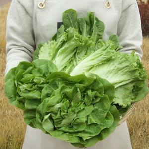 유럽 샐러드채소1kg 쌈채소버터헤드 카이파라 미니로메인 이자벨 프릴아이스 로메인