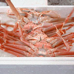 [대한민국농수산] 국내산 동해바다 붉은대게 박달 홍게 5마리 (중 400~500g내외)