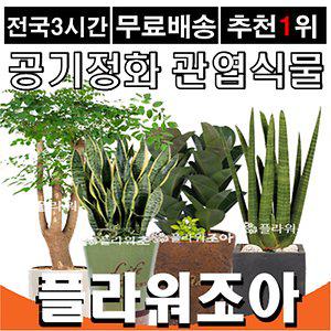 공기정화식물/관엽식물/축하화분 개업선물 승진 취임
