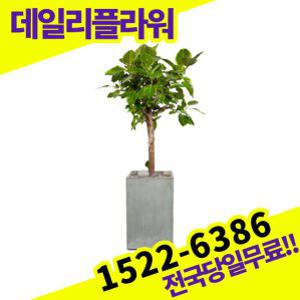 뱅갈고무나무 개업축하선물 공기청정식물 승진화분