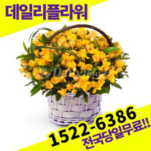 프리지아 꽃바구니 꽃배달서비스 당일배송