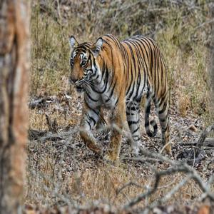 방갈로르에서 나가르홀까지 탐험: 야생동물 3일 여행| 인도