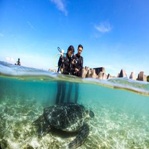 Xiaoliuqiu Juliu Diving|한정 기간 동안 무료 새 마스크 및 사진 편집 서비스|물을 무서워하고 경험이 없더라도 바다 거북과 함께 다이빙을 쉽게 경험할 수 있습니다.
