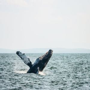 빅토리아 출발 황도대 고래 관찰 모험