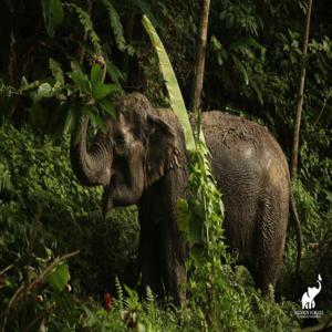 숨겨진 숲 코끼리 보호구역, 푸켓 | 태국