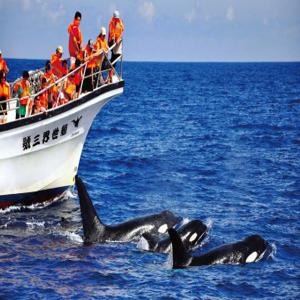 [여름방학을 위해 화롄으로 날아가다] UNI Air Songshan Hualien 항공권 무료 화롄 고래 세계 고래 관찰 보트 |
