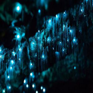 [오클랜드 출발] 와이토모 반딧불 동굴 일일 투어 | 뉴질랜드