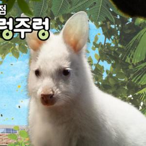 [경기 하남] 애니멀 테마파크 동물원 주렁주렁 하남점 입장권