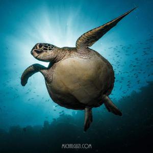 모알보알 거북이 해안 펀 다이빙 (세부)