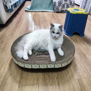 세인트 패트릭 축제 고양이 긁는 판, 골판지 고양이 긁는 보드, 타원형 고양이 라운지 침대