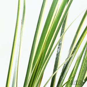 [헬로아쿠아]수경식물-무늬 석창포-테라리움용 실내 공기정화