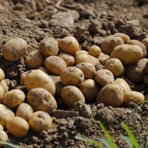 [더자연][하프클럽/더자연]정원농장 국내산 감자 10kg/조림용