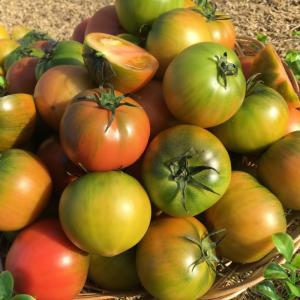 부산 대저 토마토 짭짤이 2.5kg
