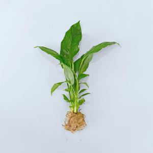 마이플랜트 스파트필름 수경재배 수생식물 키우기쉬운식물 모종