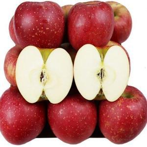 [신세계몰][미네픽] 매년 인기만점 달콤한 향가득한 청송부사 사과 가정용 10kg