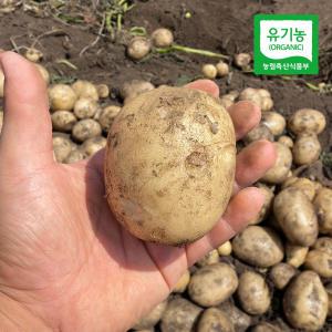 제주 모슬포 유기농 대지마 감자(특) 10kg