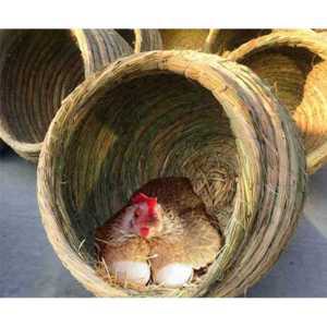닭산란장 닭산란통 이동식닭장 알낳는곳 보온 둥지