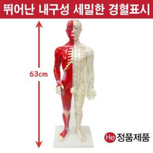 동인형 경혈모형 근육포함 63cm 6001ZY 경혈모형 침술인형 수지침 혈자리 지압봉 요골 척골 인체해부도