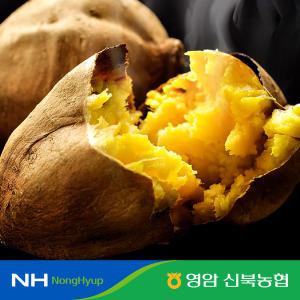 [신북농협] 영암 신토랑 햇 꿀고구마 10kg 중-긴상