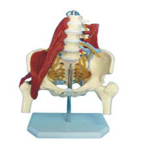 요추 뼈모형 인체 척추 골반 모델 해부학 골격 경추 교육용 실습