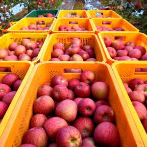 달농 햇 부사 사과 고당도 가정용 흠과 경북 꿀사과 2kg~5kg