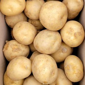 수미 감자 10kg (특)(대)(중) 24년 국산 고령 개진 햇감자 대용량 업소용