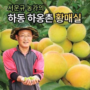 [명가일품][6월17일부터출고][맑은물농원]서윤규농가의 하동 황매실 왕왕특 10kg