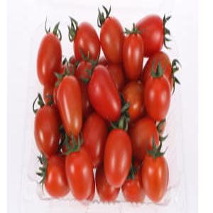 스테비아 대추방울 토마토 모음전 1kg 2kg