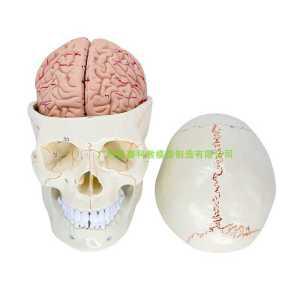 두개골 모형 해골 뇌 마네킹 피규어 머리 해부학 골격