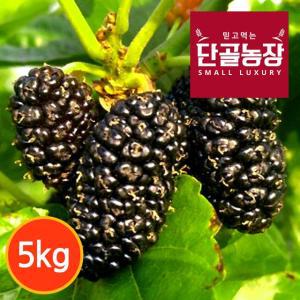 [단골농장] 내장산 토종 오디 생과 정품 5kg (급냉)