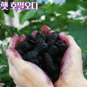 국산 햇 호밀오디 5KG 10KG 즙 생오디 즙 담금주
